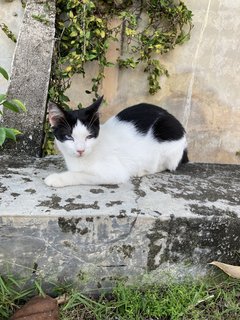 Fat Louise - Domestic Short Hair Cat