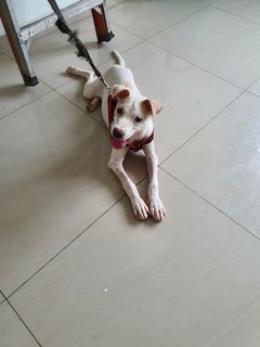 Cottonball - Mixed Breed Dog