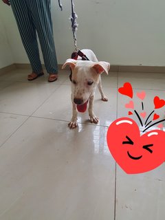 Cottonball - Mixed Breed Dog