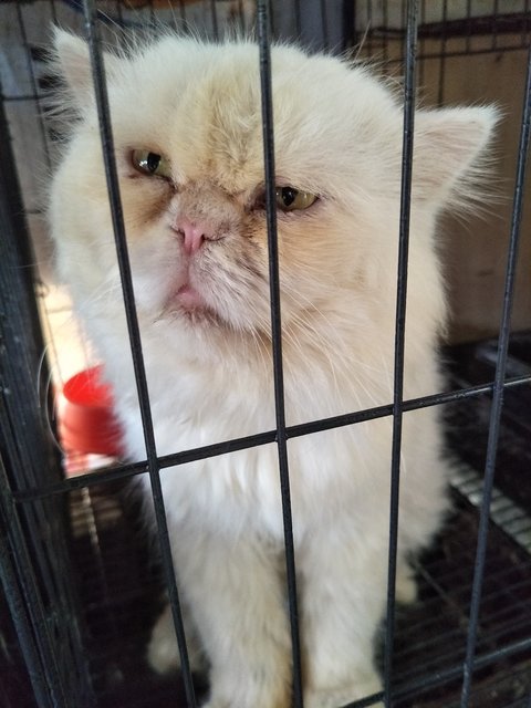 Si Putih - Persian Cat