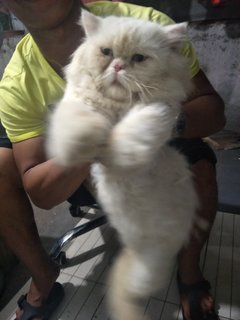 Si Putih - Persian Cat