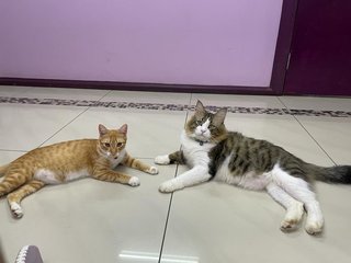 Together : Leo &amp; Mario - Domestic Short Hair + Persian Cat