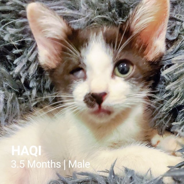 Haqi - Domestic Short Hair Cat