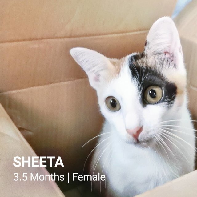 Sheeta - Domestic Short Hair Cat