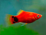 Platy Fish  - Livebearers Fish