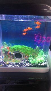 Platy Fish  - Livebearers Fish