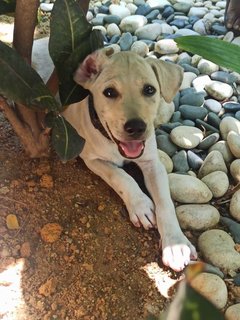 Ginger - Mixed Breed Dog