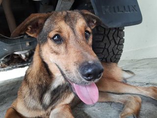 Bear Bear  - Mixed Breed Dog