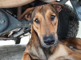 Bear Bear  - Mixed Breed Dog