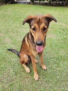 Bear Bear  - Mixed Breed Dog