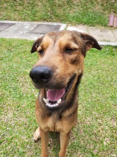 Bear Bear  - Mixed Breed Dog