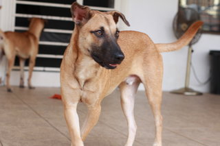 Caspian - 9months - Rescuer Migrating - Mixed Breed Dog