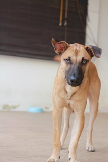 Caspian - 9months - Rescuer Migrating - Mixed Breed Dog