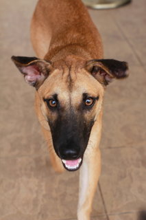 Caspian - 9months - Rescuer Migrating - Mixed Breed Dog