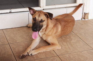 Caspian - 9months - Rescuer Migrating - Mixed Breed Dog