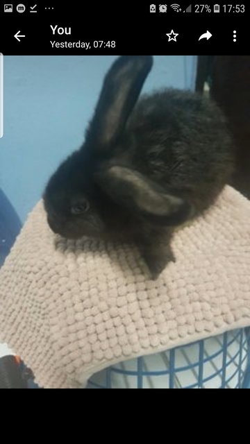 Male For Adoption  - Bunny Rabbit Rabbit