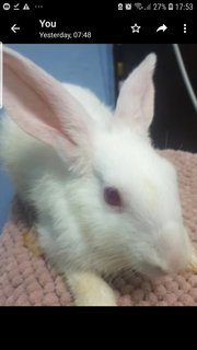 Male For Adoption  - Bunny Rabbit Rabbit