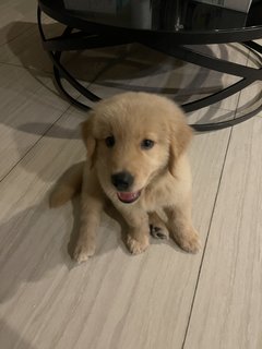 Chacha - Golden Retriever Dog