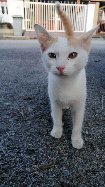 Snowy - Domestic Short Hair Cat