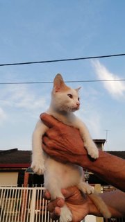 Snowy - Domestic Short Hair Cat