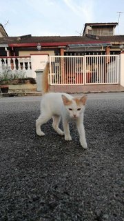 Snowy - Domestic Short Hair Cat