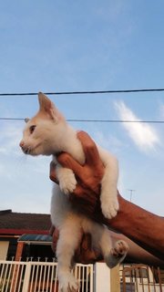 Snowy - Domestic Short Hair Cat