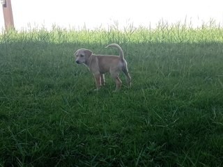 Johnny - Labrador Retriever Dog