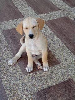 Johnny - Labrador Retriever Dog