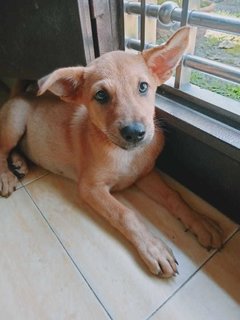 Penny  - Mixed Breed Dog