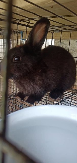 Lily - Netherland Dwarf Rabbit