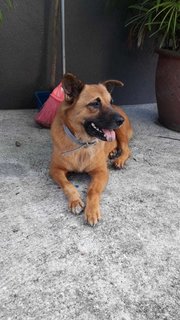 Chubby - Mixed Breed Dog