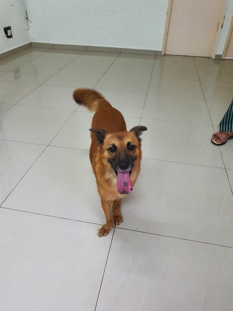 Chubby - Mixed Breed Dog