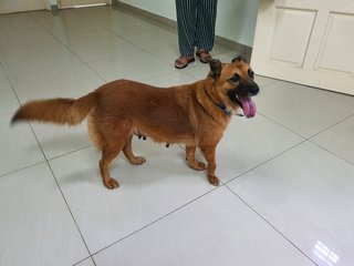 Chubby - Mixed Breed Dog