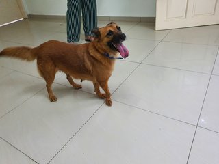 Chubby - Mixed Breed Dog