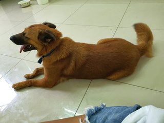 Chubby - Mixed Breed Dog