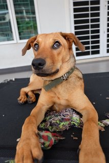 Bobo - Mixed Breed Dog