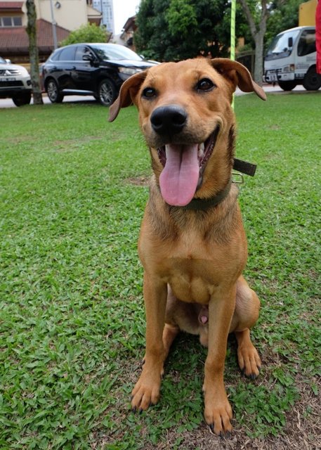 Bobo - Mixed Breed Dog