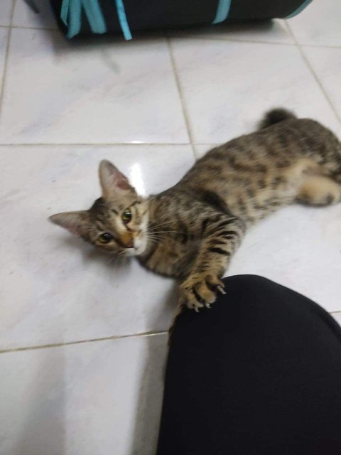 Ambe - Domestic Short Hair + Bengal Cat