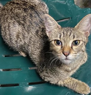 Ambe - Domestic Short Hair + Bengal Cat