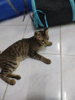 Ambe - Domestic Short Hair + Bengal Cat