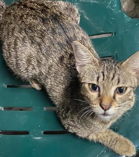 Ambe - Domestic Short Hair + Bengal Cat