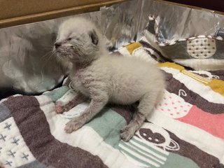 Snow - Domestic Short Hair Cat