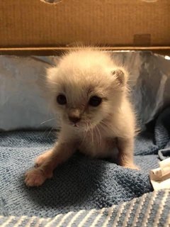 Snow - Domestic Short Hair Cat