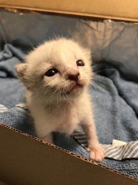 Snow - Domestic Short Hair Cat