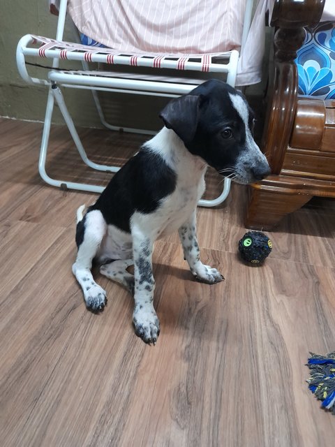 Oreo - Mixed Breed Dog