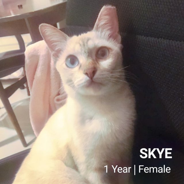 Skye - Domestic Short Hair Cat