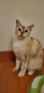 Skye - Domestic Short Hair Cat