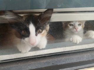 Pringle - Calico + Domestic Medium Hair Cat