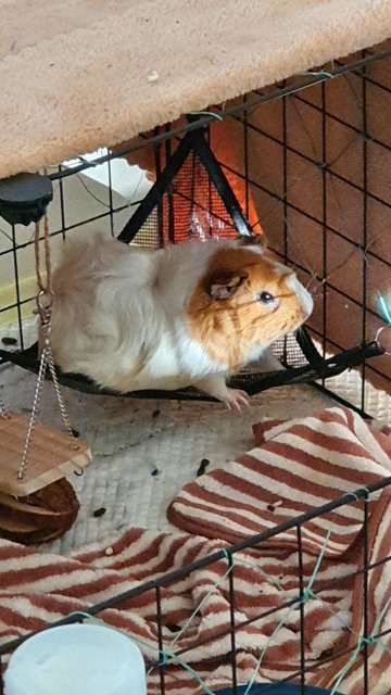 Sugar And Pebbles - Guinea Pig Small & Furry