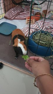 Sugar And Pebbles - Guinea Pig Small & Furry